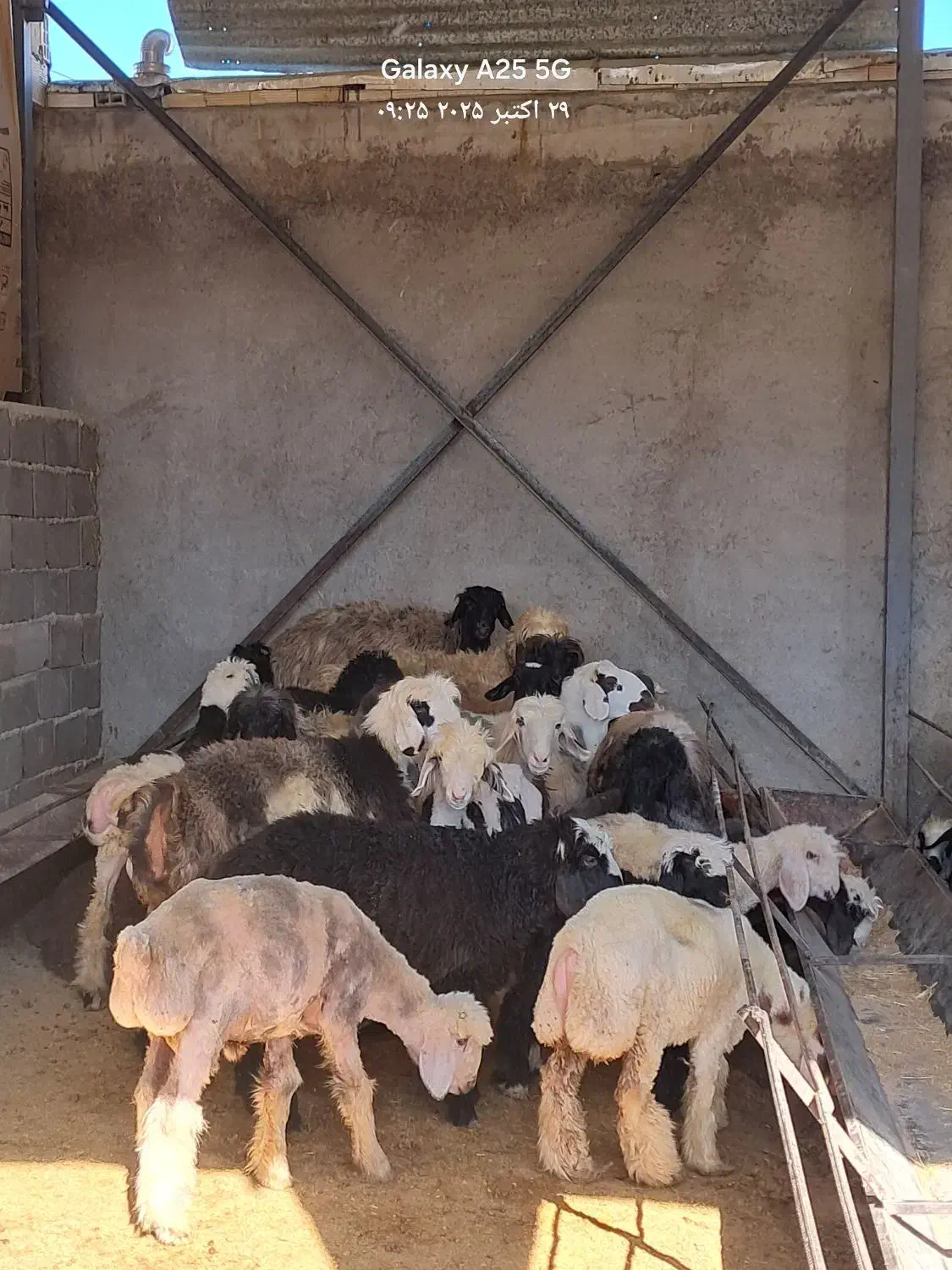 گوسفند|حیوانات مزرعه|فلارد, |دیوار