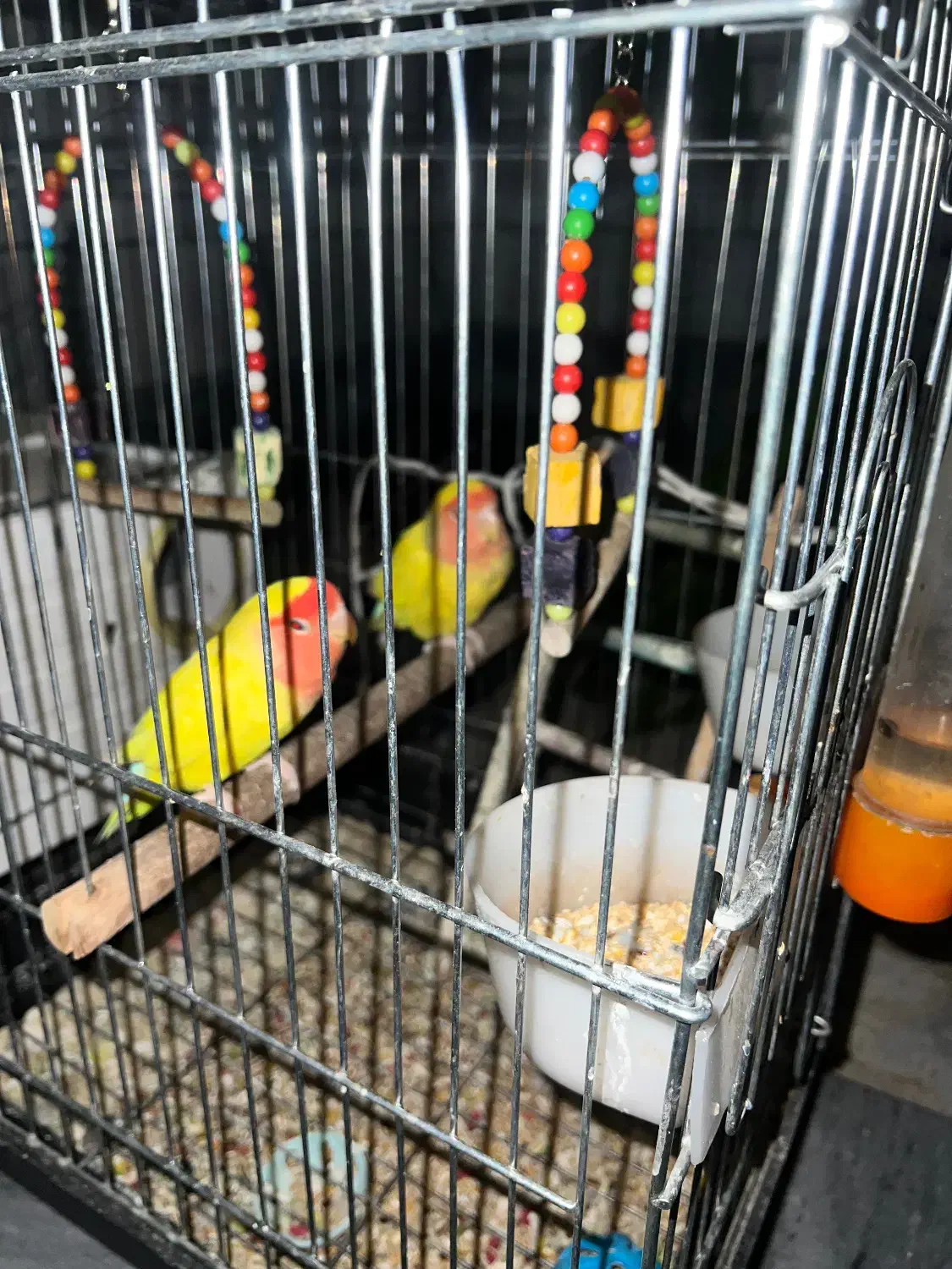 یه جفت طوطی برزیلی با تمام وسایل|پرنده|کرمانشاه, |دیوار