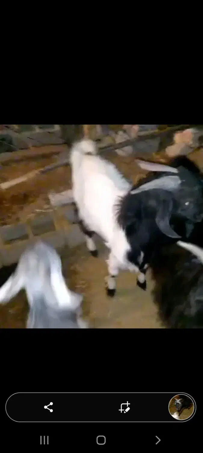 ۴تا کهره چپش برای برزی وبرای کشت چاق|حیوانات مزرعه|فورگ, |دیوار