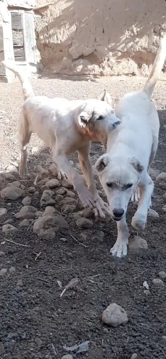 واگذاری سگ|سگ|بسطام, |دیوار