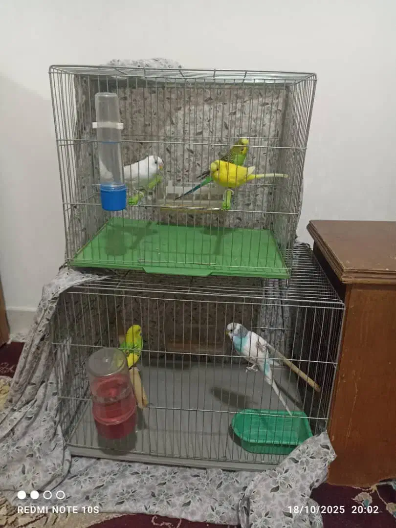 یک جفت مرغ عشق به همراه ۳ جوجه|پرنده|تهران, آهنگ|دیوار