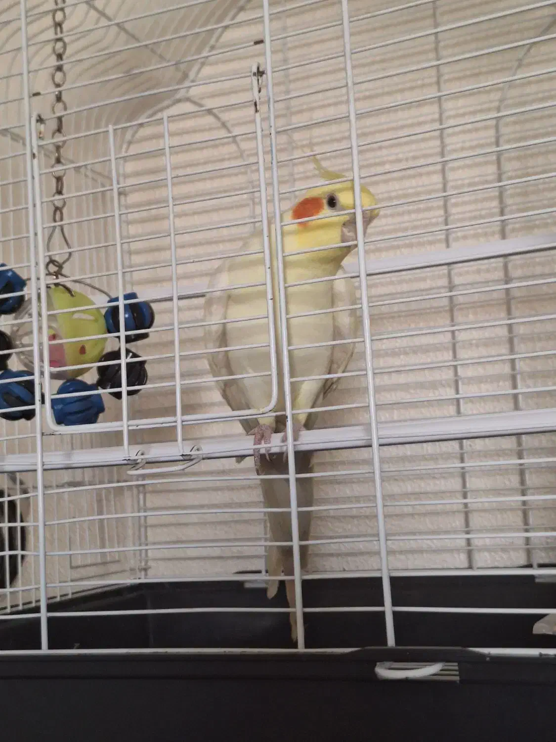 فروش عروس هلندی نر یک و نیم ساله|پرنده|برخوار, |دیوار