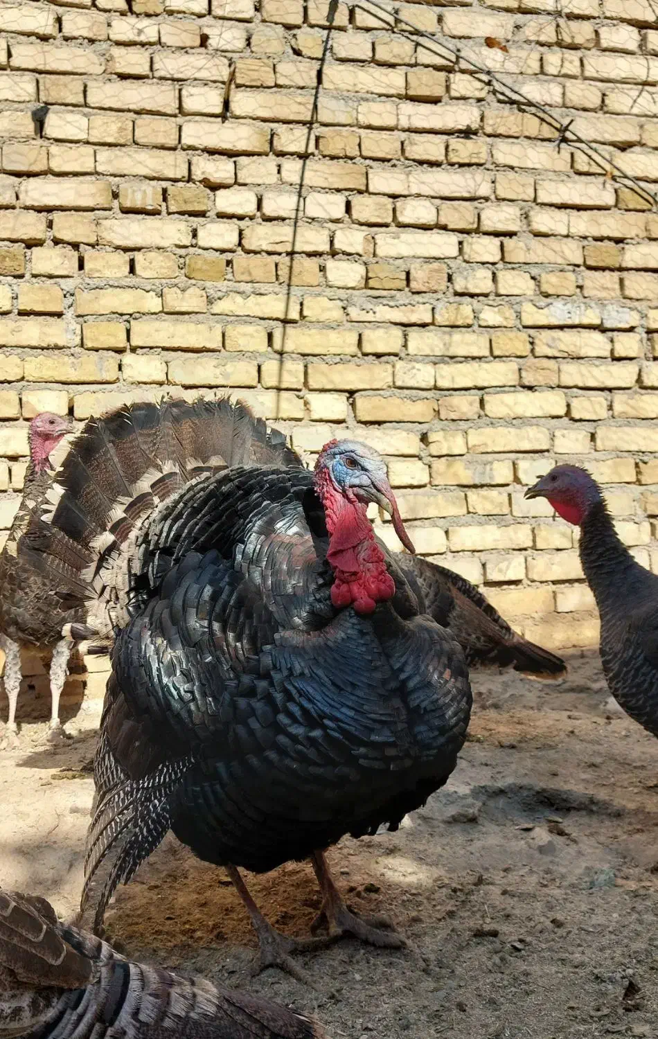 بوقلمون نر و ماده|حیوانات مزرعه|میلاجرد, |دیوار