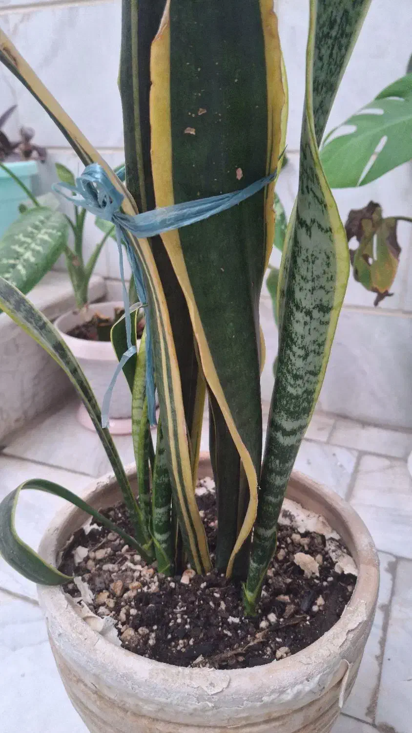 گل سانسوریا|گل و گیاه طبیعی|الوند, |دیوار