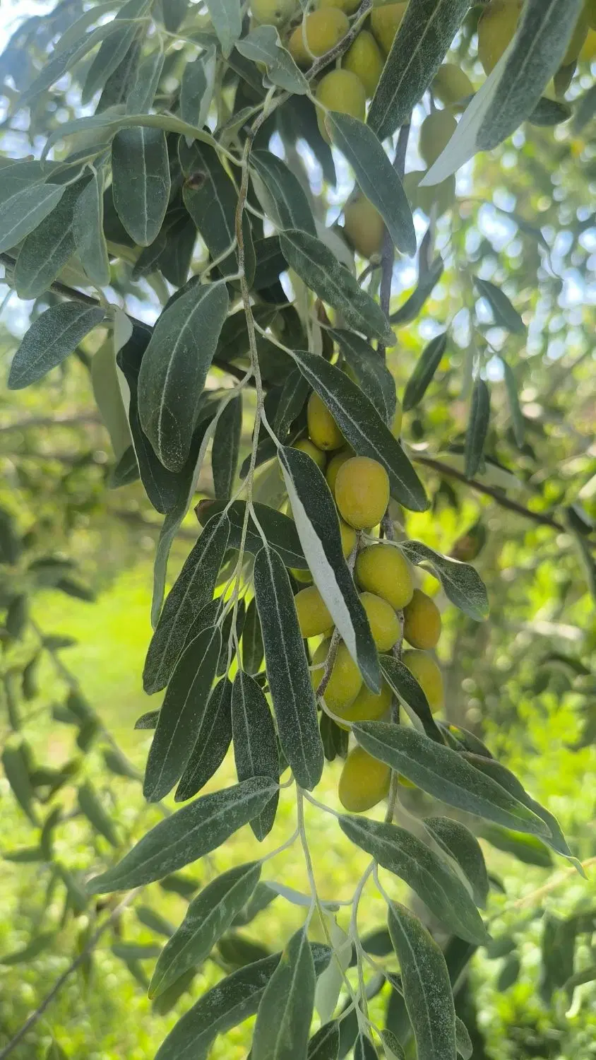 فروش سیم کارت کد 2 رند با شماره ی تکراری|سیمکارت|تهران, کاج|دیوار