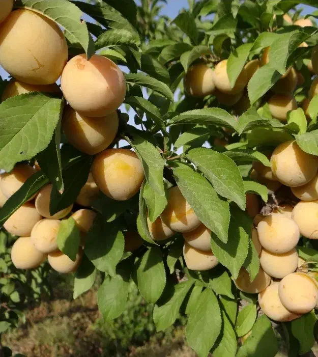 نهال|گل و گیاه طبیعی|نیشابور, مازول|دیوار