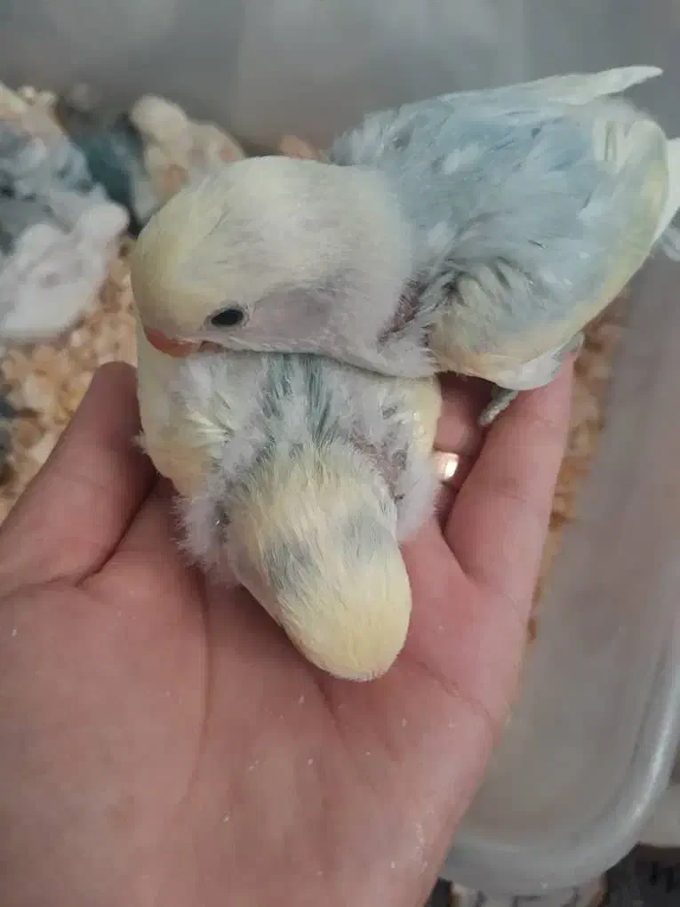 کوتوله برزیلی سرلاکی|پرنده|کاشان, لتحر|دیوار