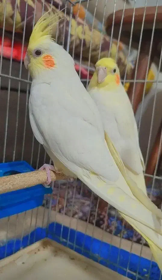 عروس هلندی|پرنده|کرمان, |دیوار