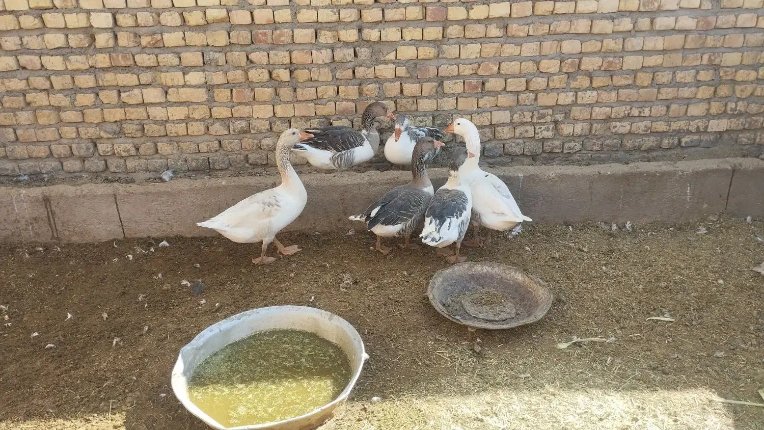 غاز|حیوانات مزرعه|قنوات, |دیوار