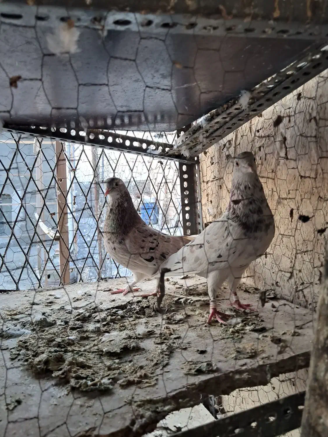 سرورنروماده بشرت|پرنده|کرج, شهرک سهرابیه|دیوار