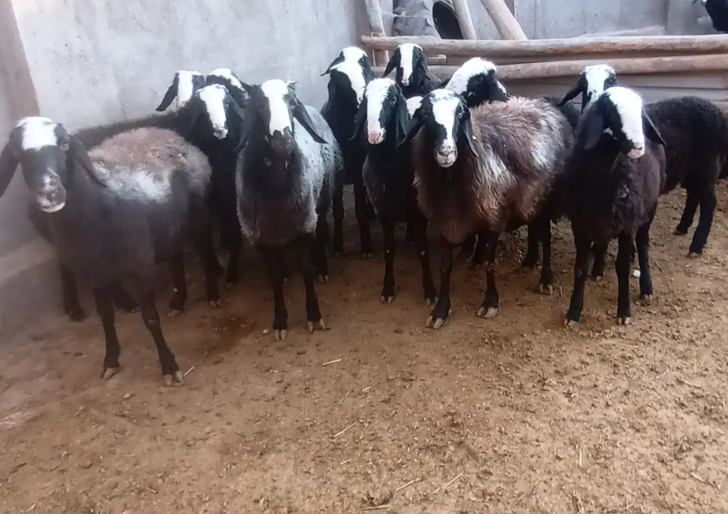 گوسفند نژاد شال میش بره ماده بره قوچ|حیوانات مزرعه|دشتابی, |دیوار