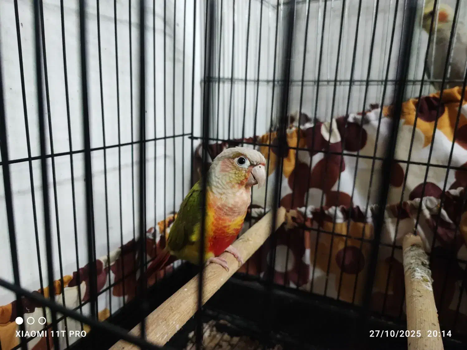 گرینچیک آناناسی دبل رد|پرنده|بندر انزلی, سامانسر|دیوار