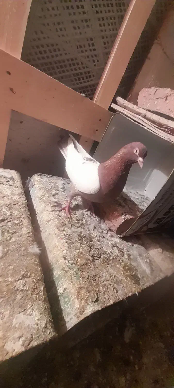 فیلی کوینح|پرنده|ایلخچی, |دیوار