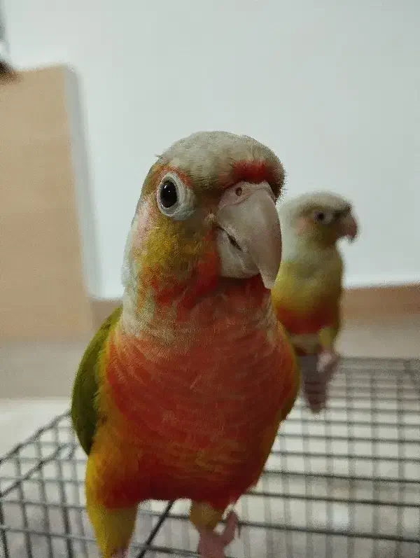 دو عدد گرینچیک|پرنده|قیدار, |دیوار