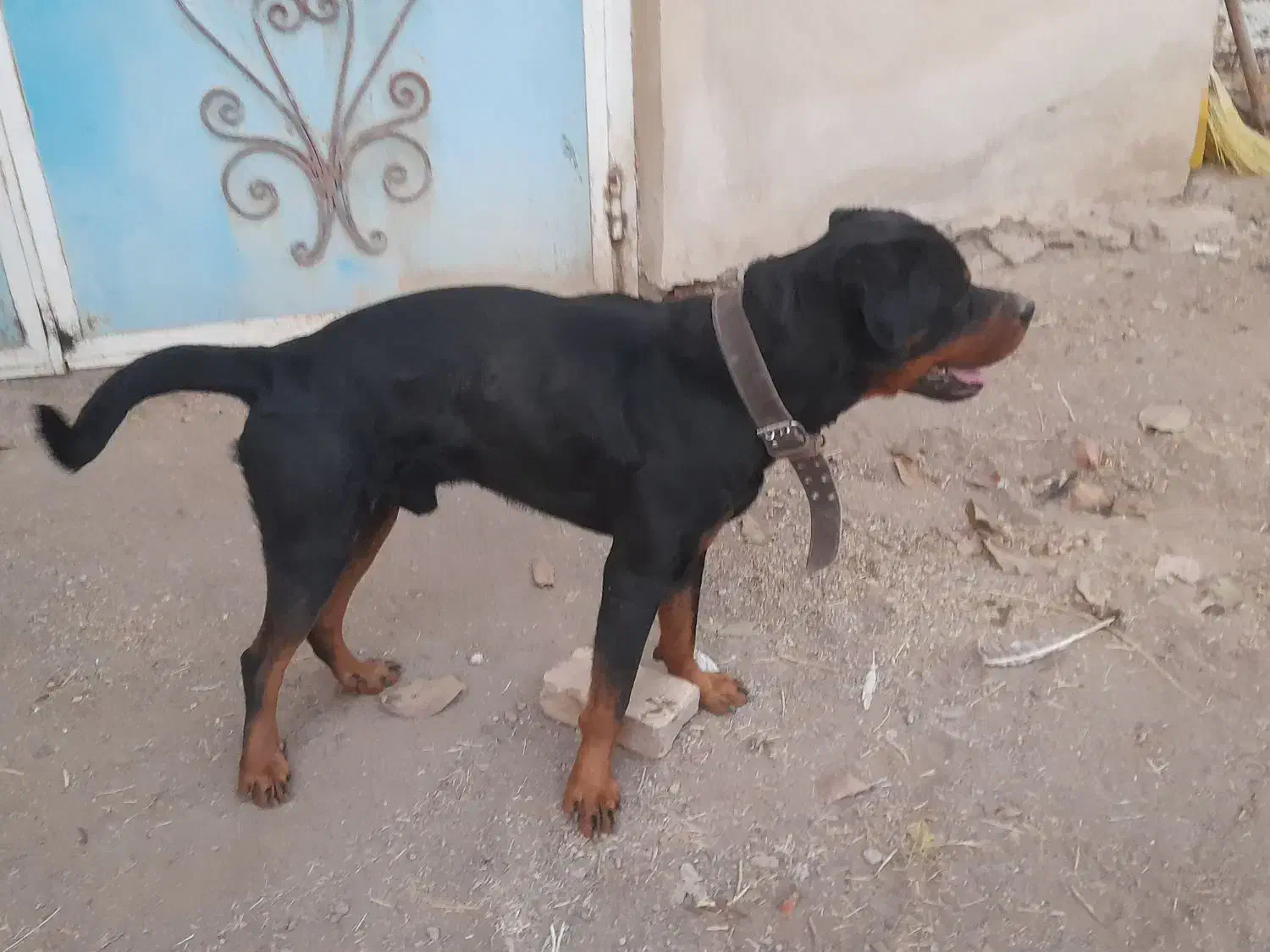 رتوایلر نر|سگ|تهران, آذری|دیوار