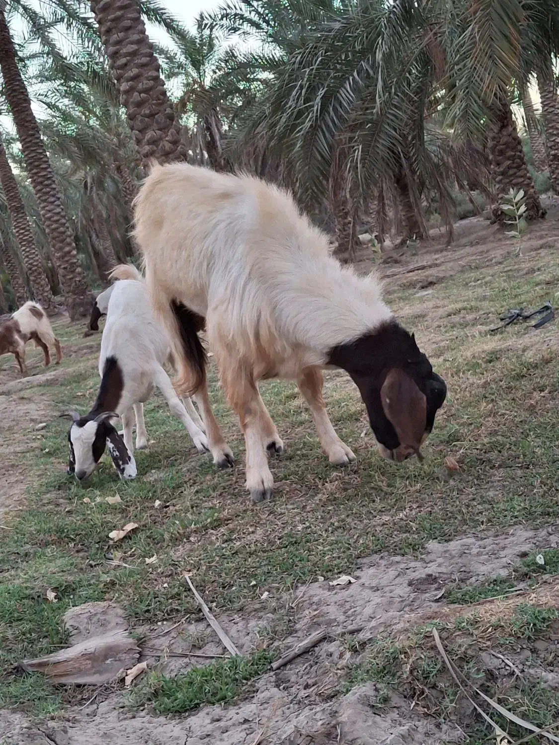 کود گوسفندی|لوازم جانبی حیوانات|منوجان, |دیوار