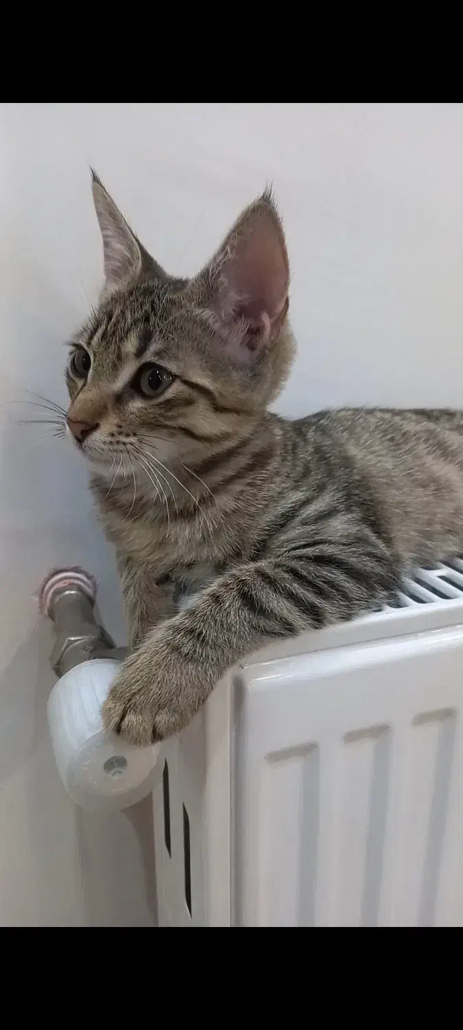 واگذاری|گربه|اردبیل, |دیوار