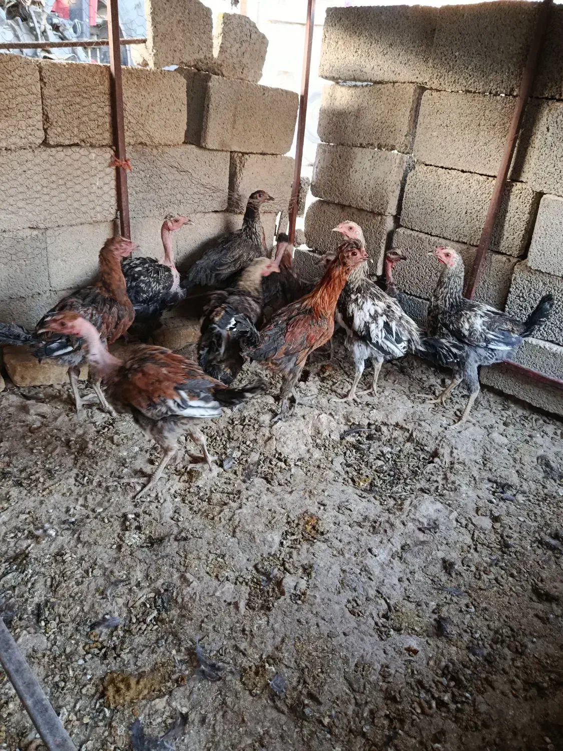 مرغ تخمگذار جوجه خروس|حیوانات مزرعه|رحمتآباد, |دیوار