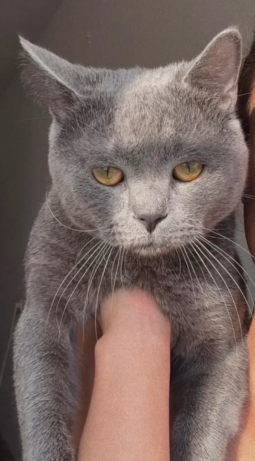 گریه اسکاتیش نر|گربه|یزد, |دیوار