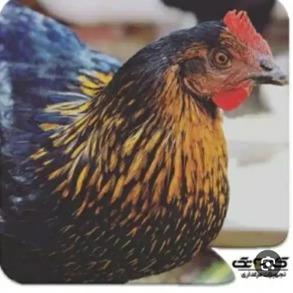 مرغ تخمگذار|حیوانات مزرعه|هریس, |دیوار