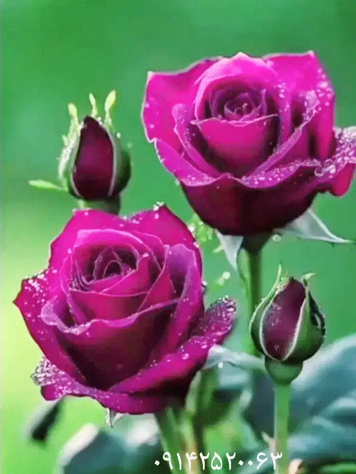 ۰۹۳۸۱۵۱۶۰۰۳|سیمکارت|قم, نیروگاه|دیوار