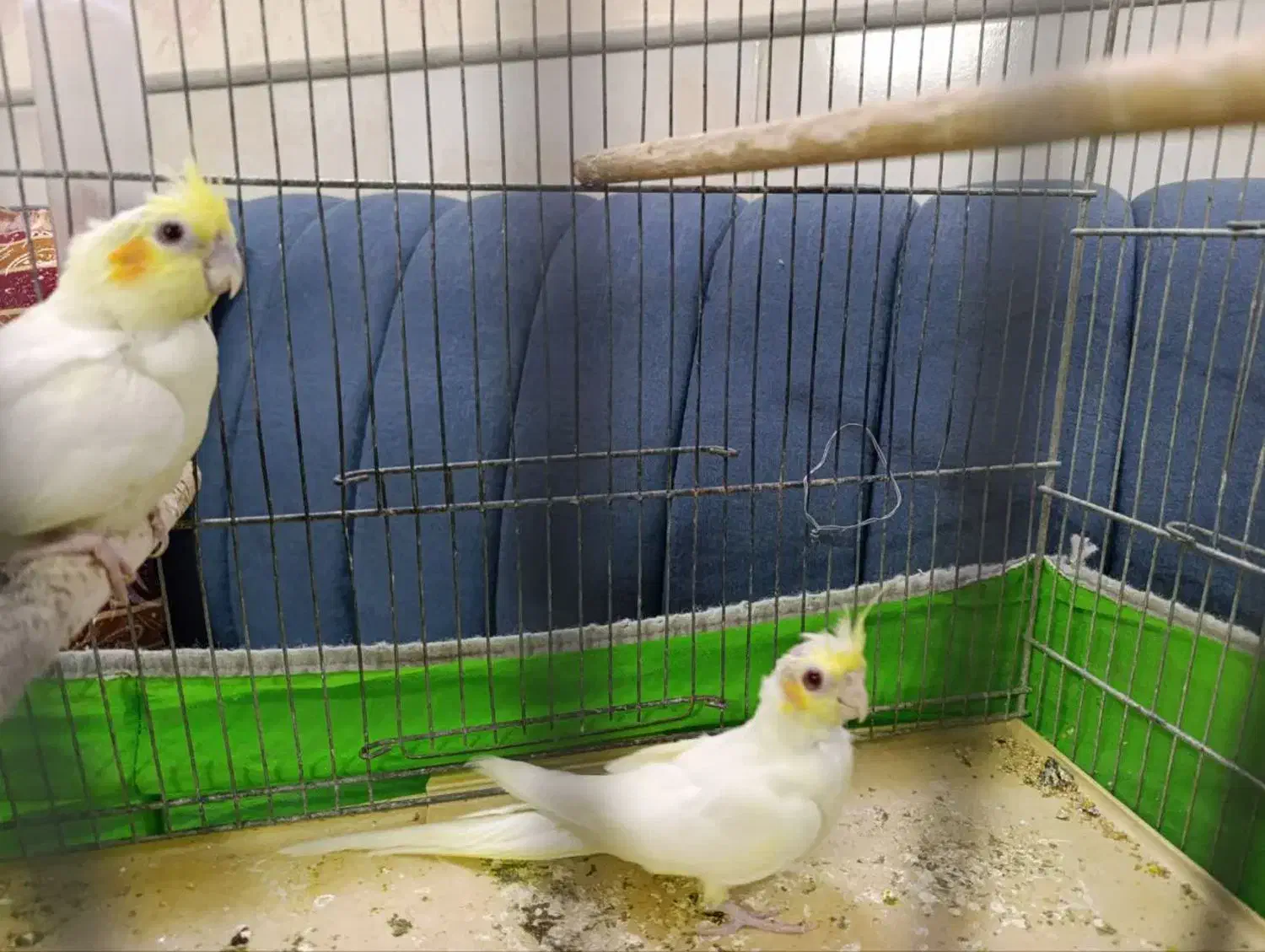 عروس هلندی|پرنده|قم, طلاب غیر ایرانی|دیوار