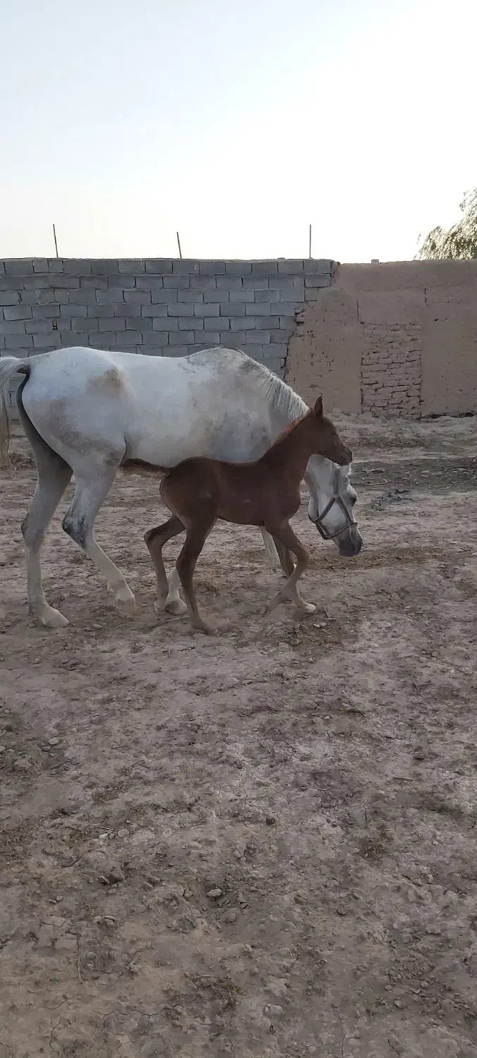 فروش مادیان|اسب و تجهیزات اسب‌سواری|ماهان, |دیوار
