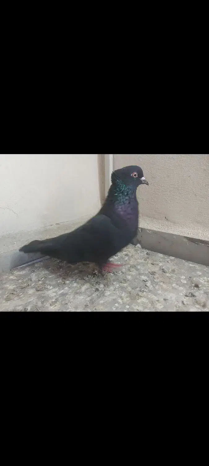 کبوتر پرشی|پرنده|قائمشهر, |دیوار