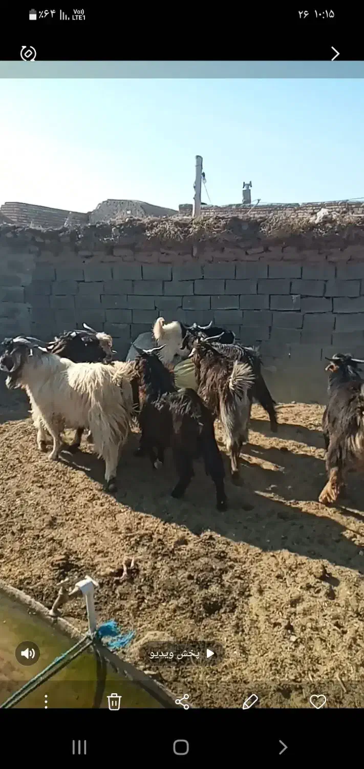 بزغاله نر|حیوانات مزرعه|تربت جام, جامرود|دیوار