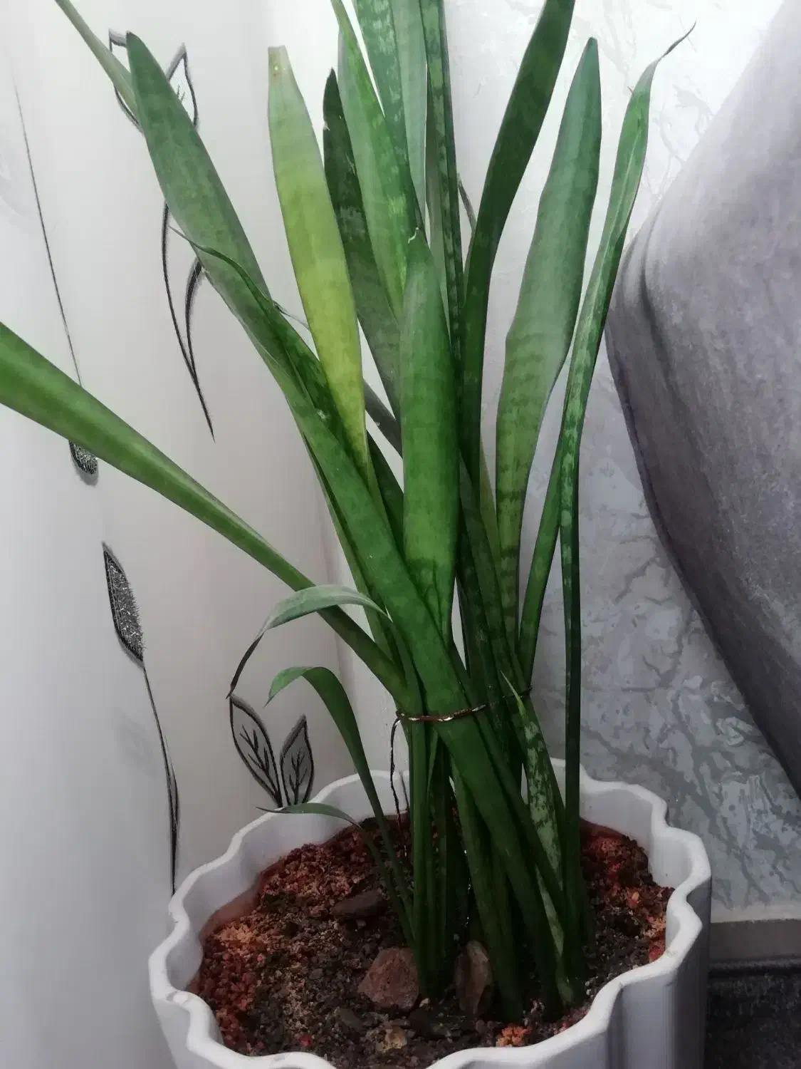 گیاه طبیعی|گل و گیاه طبیعی|قم, پردیسان|دیوار