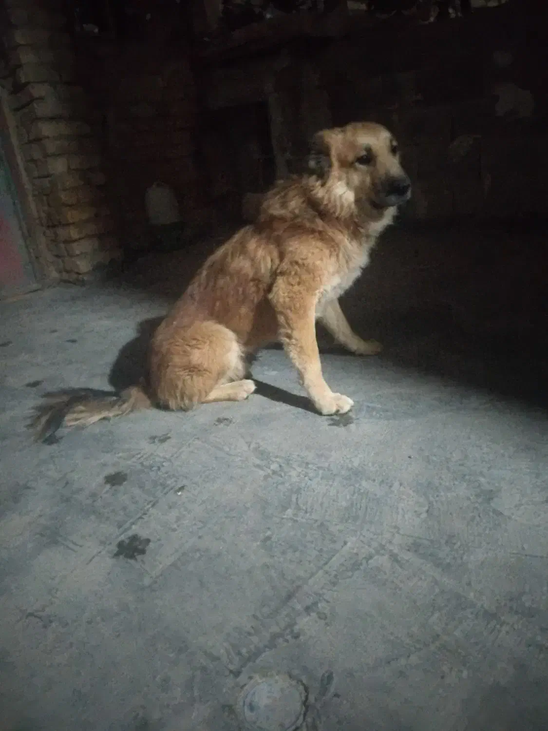 سگ خراسانی|سگ|زرقان, |دیوار