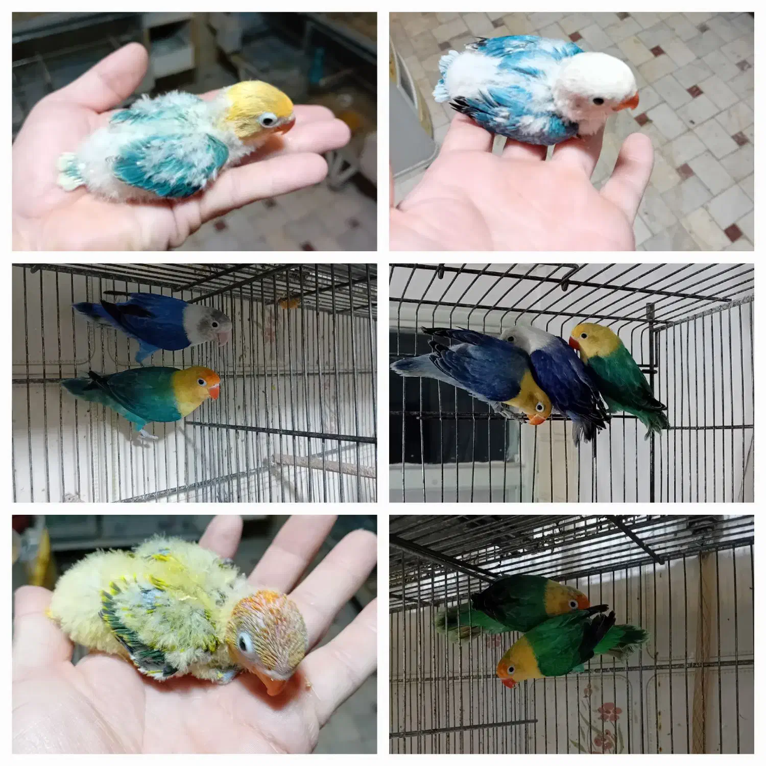 کوتوله برزیلی اپلاین مولد و سرلاکی|پرنده|قم, باجک سه|دیوار