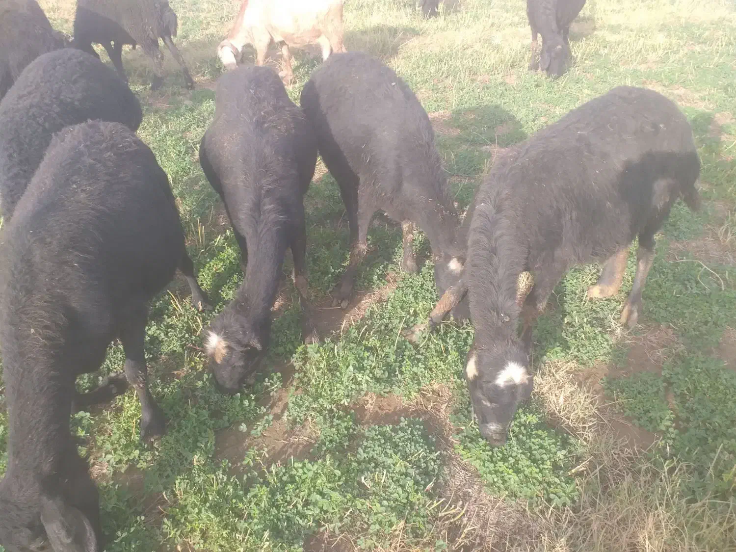 فروش طلای سیاه|حیوانات مزرعه|صوفیان, |دیوار