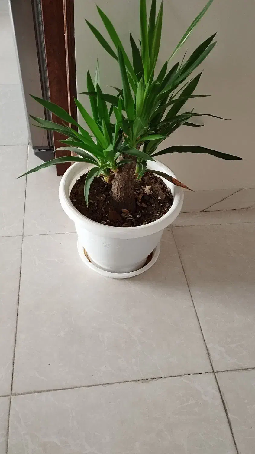 گل با گلدان|گل و گیاه طبیعی|پردیس, فاز ۸|دیوار