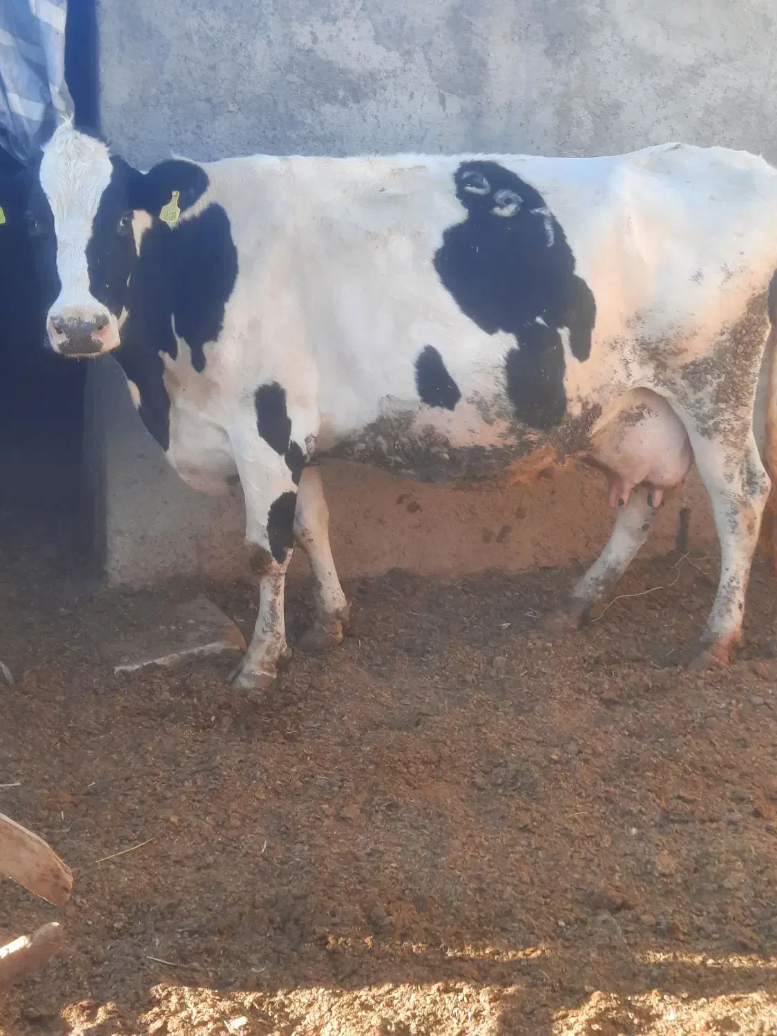 ۱راس گاو ۸ماه ابستن|حیوانات مزرعه|محمدشهر, عباس آباد|دیوار