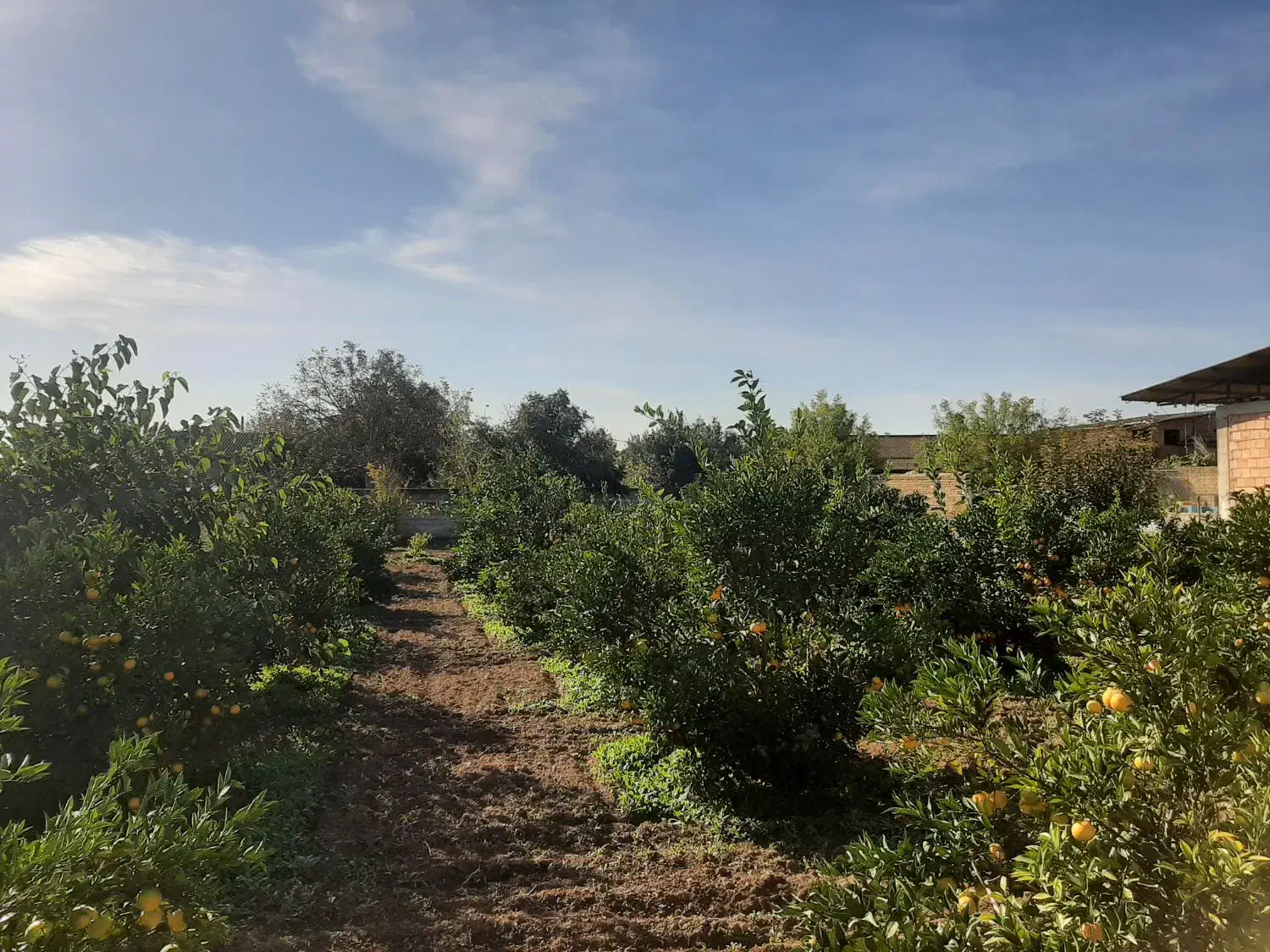 زمین مسکونی هزار متری|فروش زمین و ملک کلنگی|طبقده, |دیوار