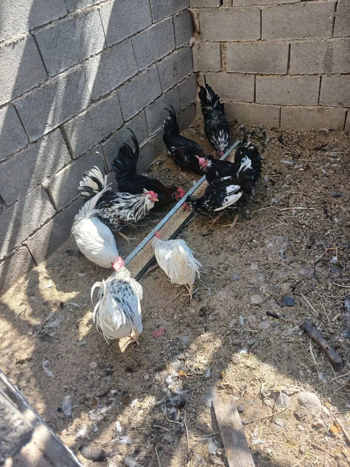 جوجه خروس گلین محلی|حیوانات مزرعه|فسا, |دیوار