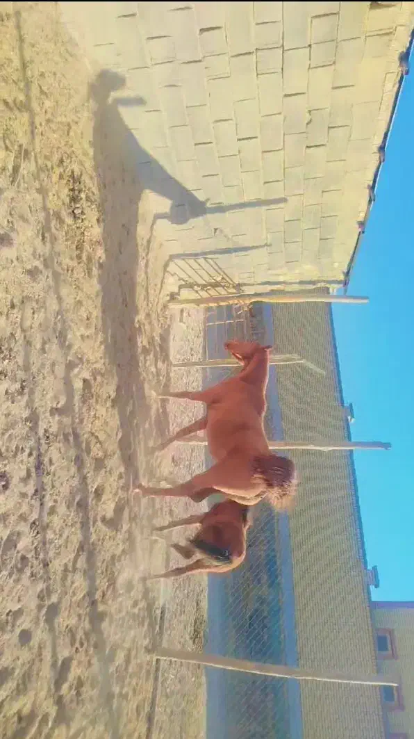 اسب درشوری|اسب و تجهیزات اسب‌سواری|اقلید, |دیوار