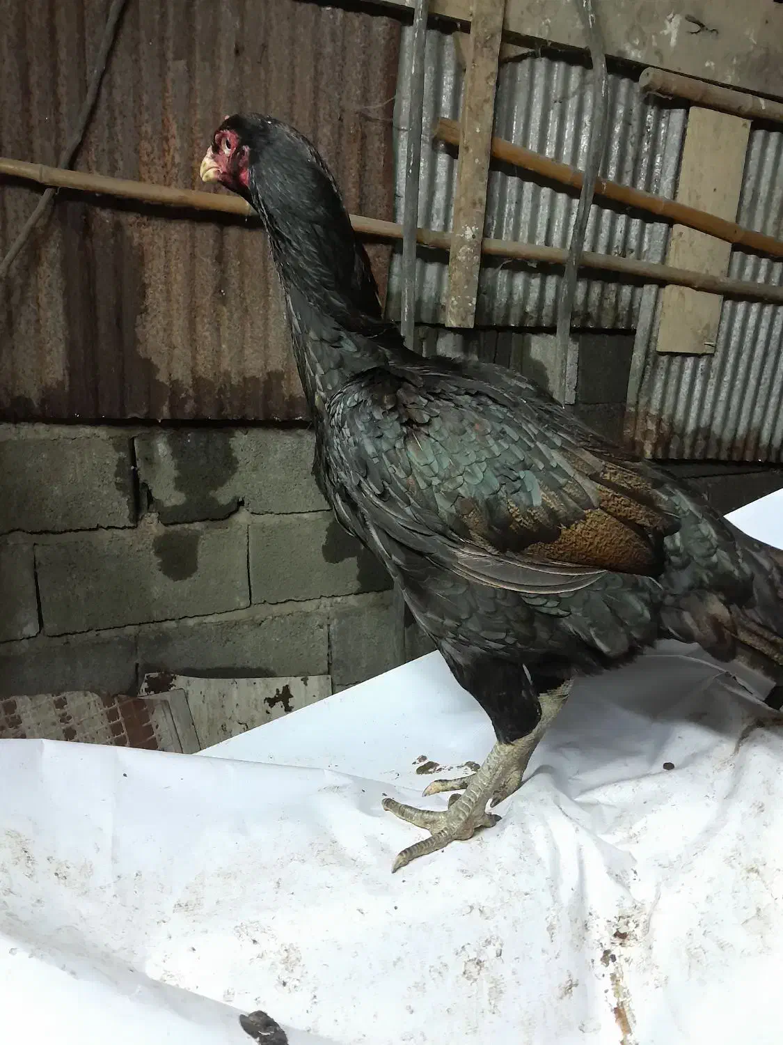 لاری مرغ|حیوانات مزرعه|لاهیجان, لیالستان|دیوار