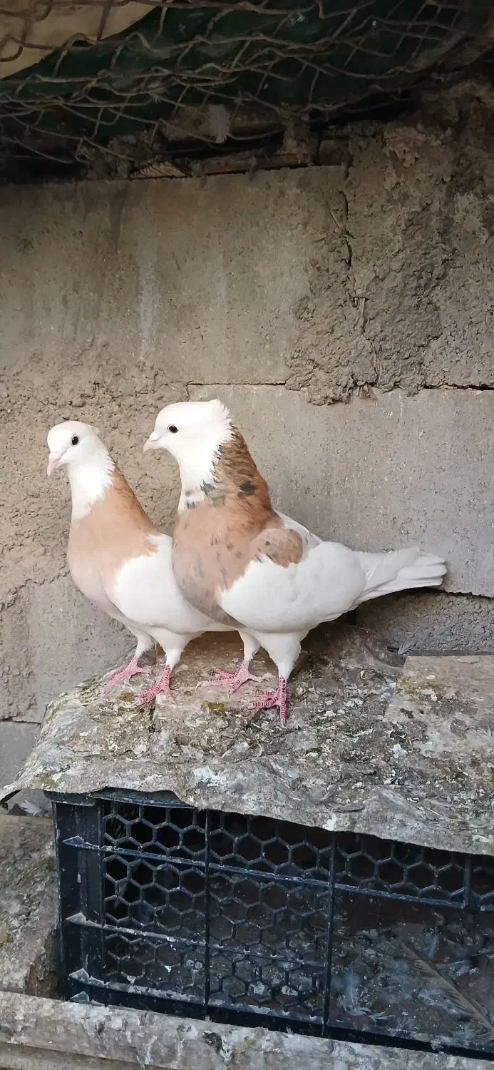 کفتر|پرنده|خرمشهر, |دیوار