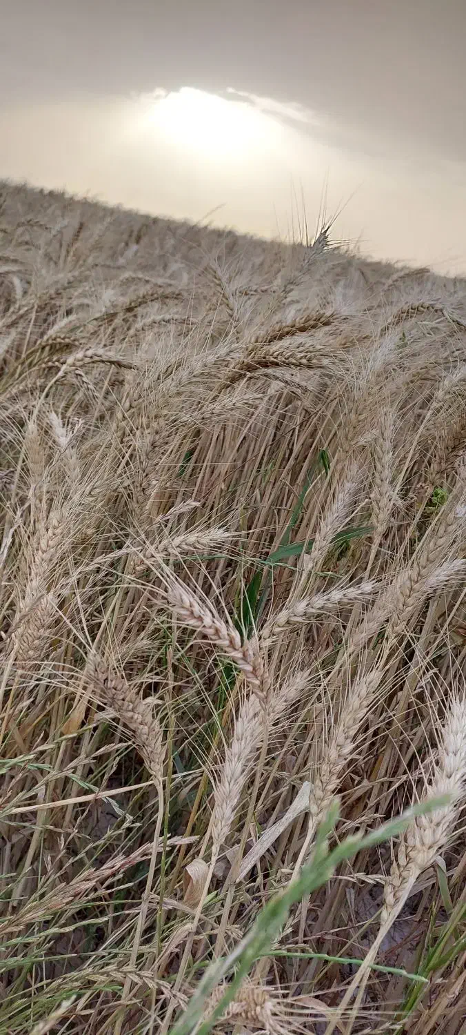 زمین کشاورزی قرق ابی برای فروش ۴هکتار|فروش دفتر صنعتی، کشاورزی، تجاری|بهبهان, |دیوار