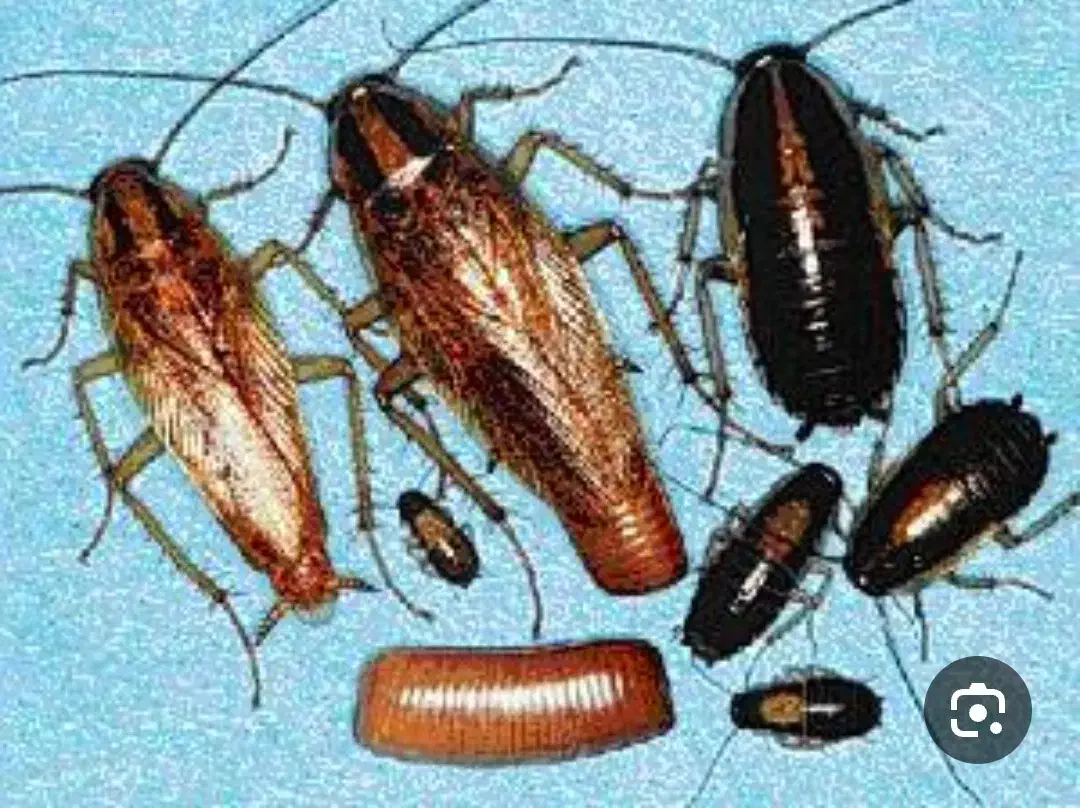 سم سوسک کش  اصل|خدمات نظافت|اردبیل, |دیوار