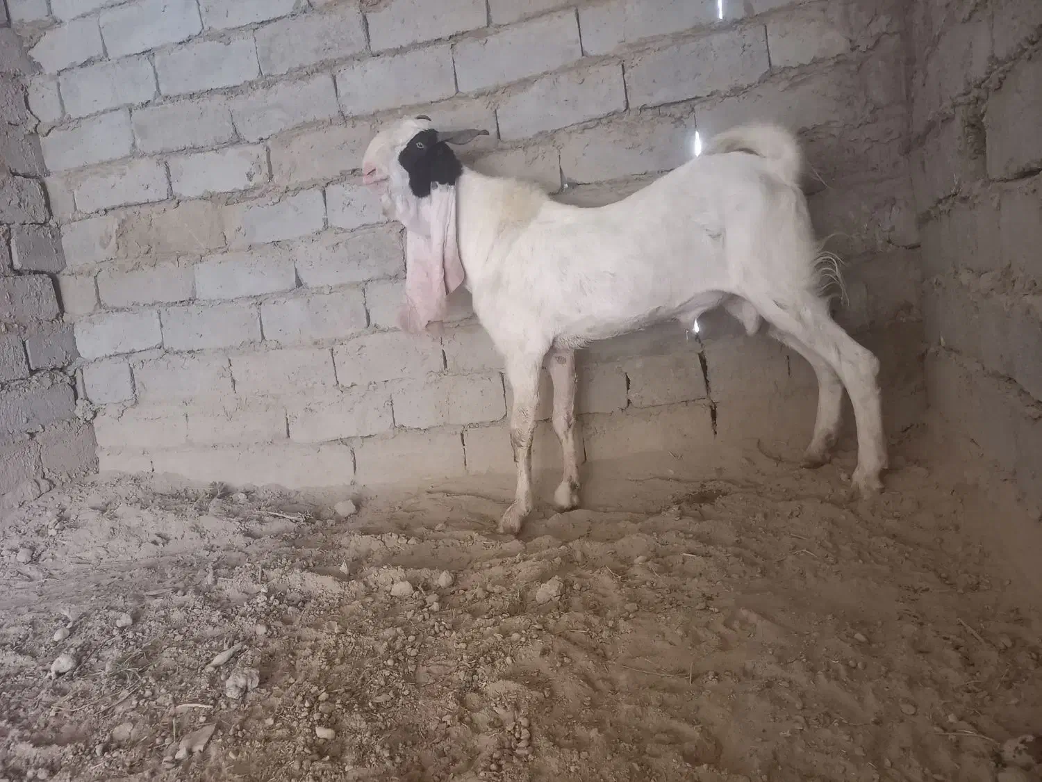 بزمری|حیوانات مزرعه|جزنیک, |دیوار