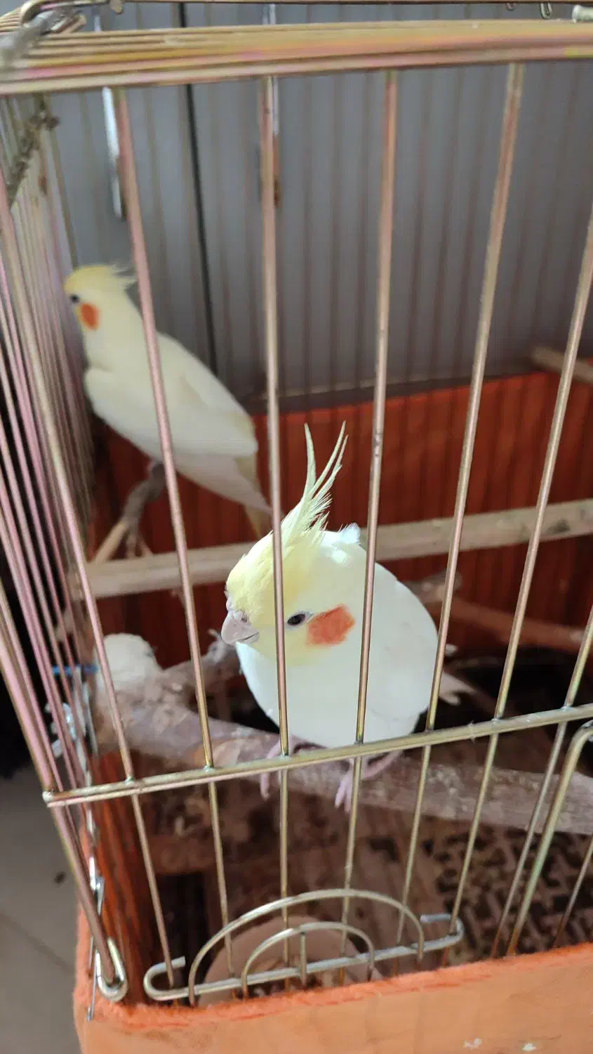 عروس هلندی طوطی برزیلی|پرنده|ری, اقدسیه|دیوار