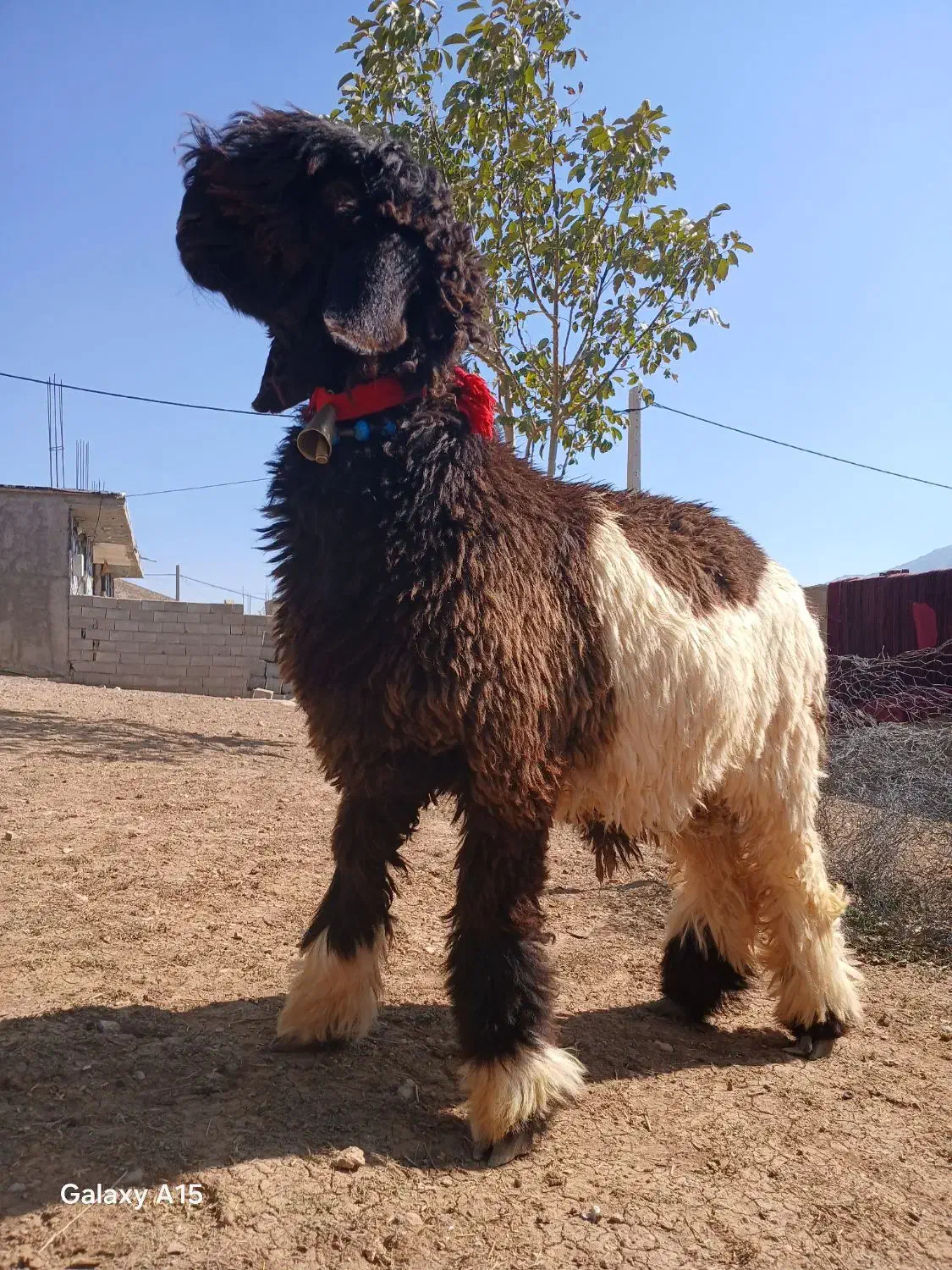 دوراس  بره  قوچی|حیوانات مزرعه|نورآباد ممسنی, |دیوار