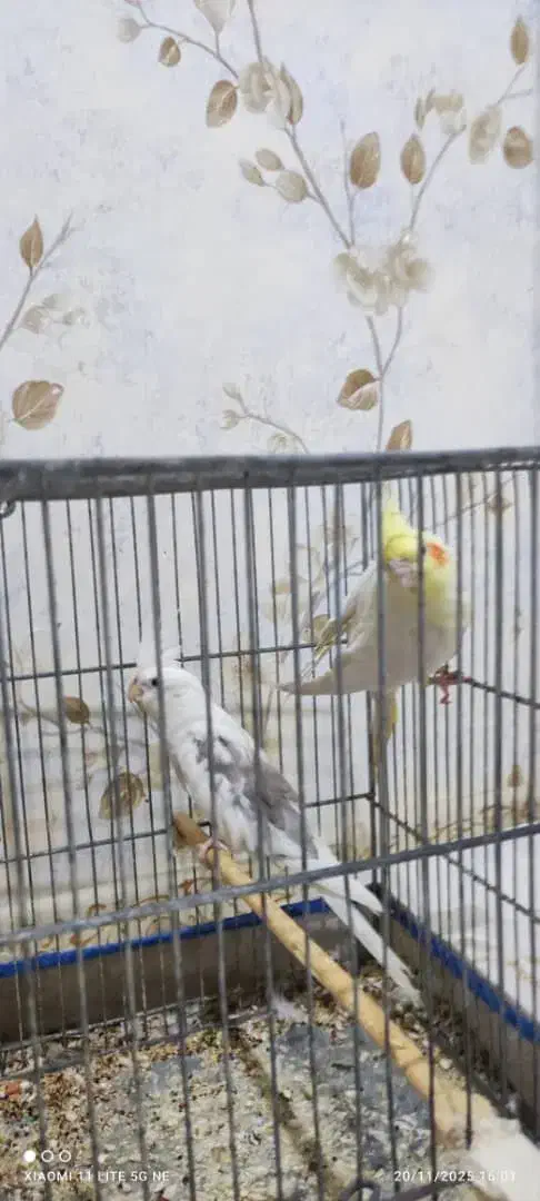 فروش یک جفت طوطی عروس هلندی تخم گذار|پرنده|شوشتر, |دیوار