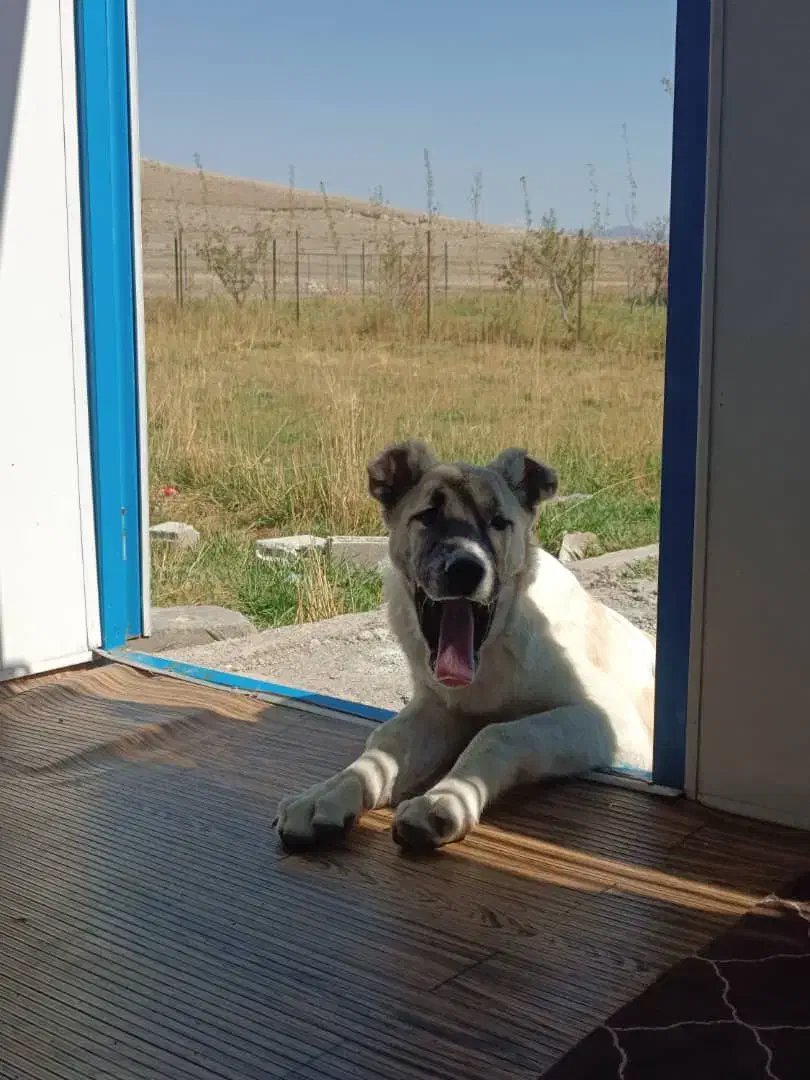 سگ سرابی ۵ماهه ماده قیمت ۴ تومن|سگ|ماکو, |دیوار