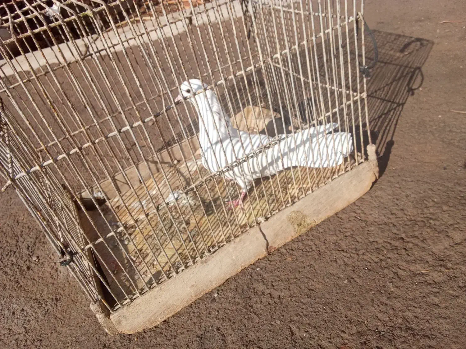 کبوتر|پرنده|زنجان, |دیوار