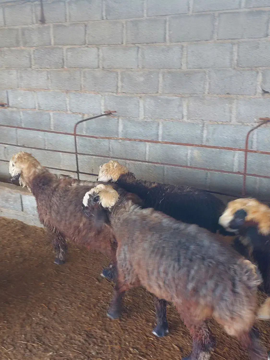 ۳۰ راس بره|حیوانات مزرعه|جم, |دیوار