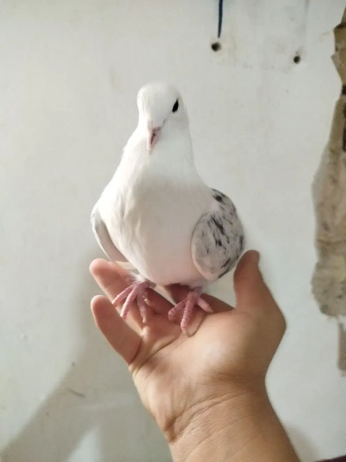 کفتر فروشی|پرنده|قم, علی آباد سعدگان|دیوار